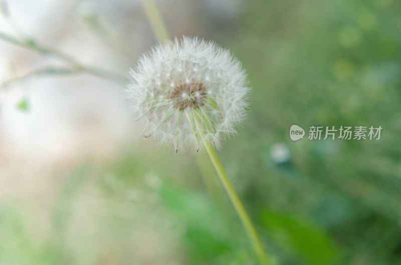 特写蒲公英花朵