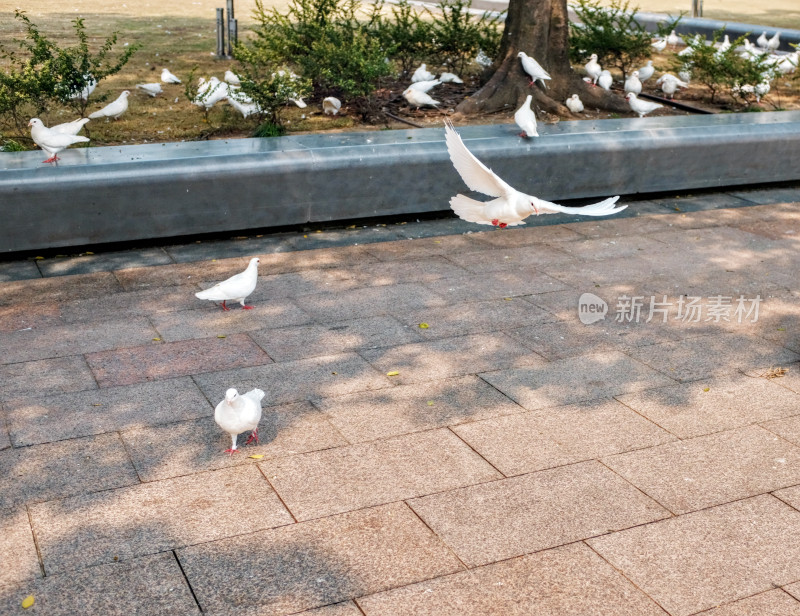 上海人民广场的和平鸽