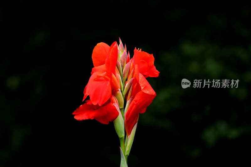 特写镜头下的鲜艳红色花朵