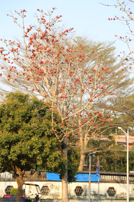 盛开的木棉花树