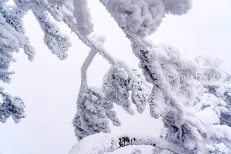 冬季大雪树木雾凇雪挂