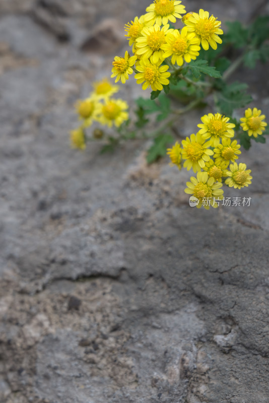 秋天霜降菊花黄色寒冷自然风景故乡思念