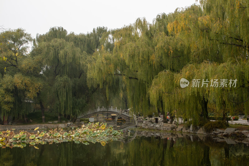 秋日古桥垂柳水景，宁静致远的园林秋色