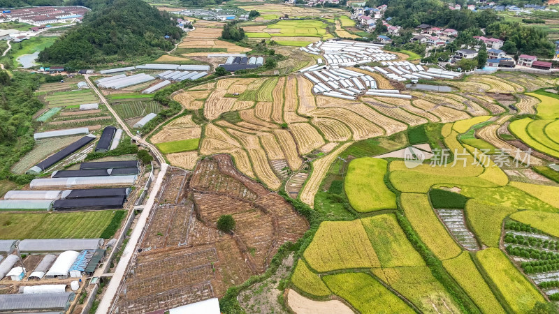 南方农田稻田秋收景色航拍图