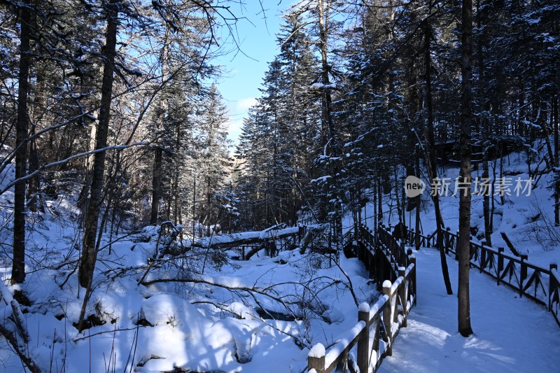 雪后树林蓝天相映的冬日自然景象