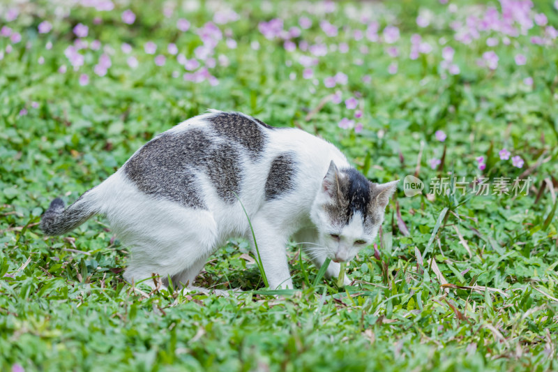 一只狸花猫