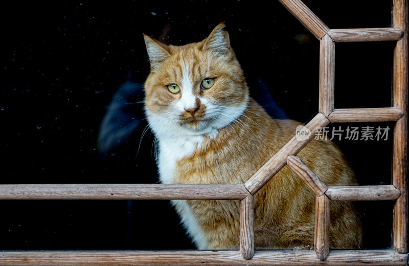 木窗后的猫丑猫