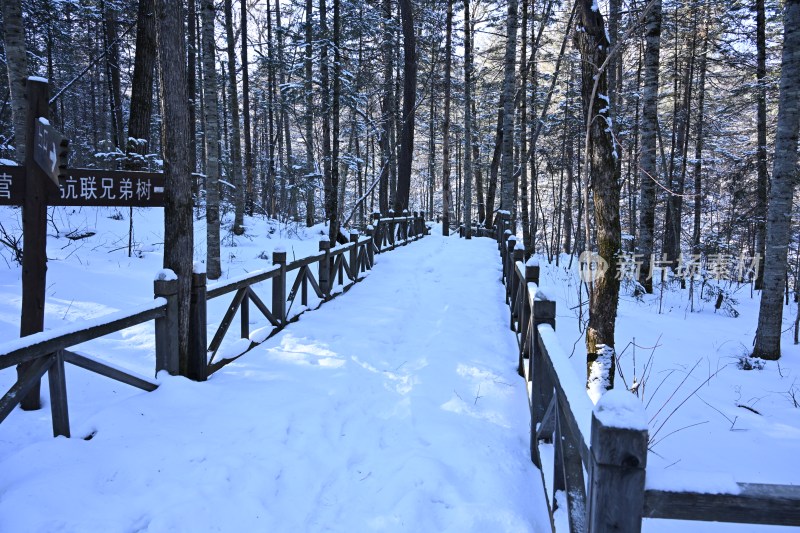 雪后森林步道，积雪覆盖的林间小径