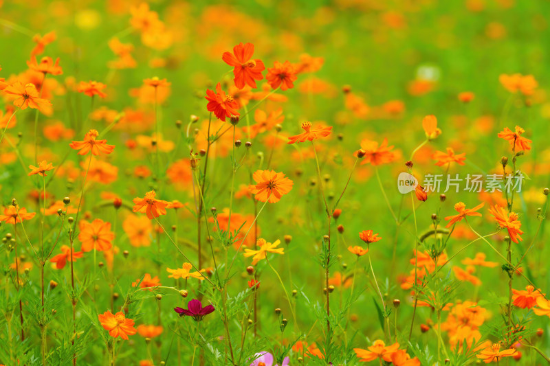 唯美格桑花花丛