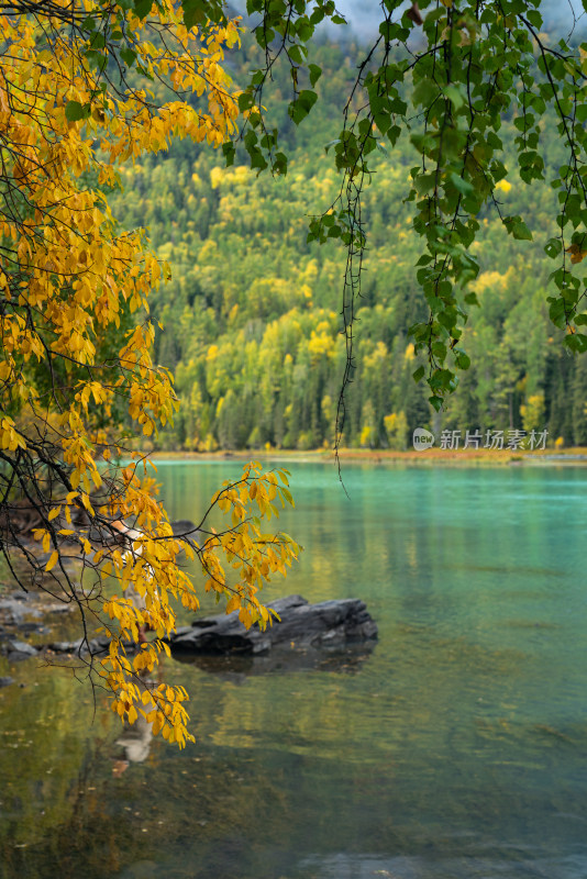 新疆喀纳斯河畔的秋色