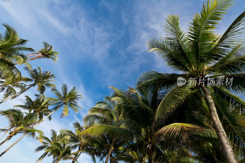泰国普吉岛椰子树