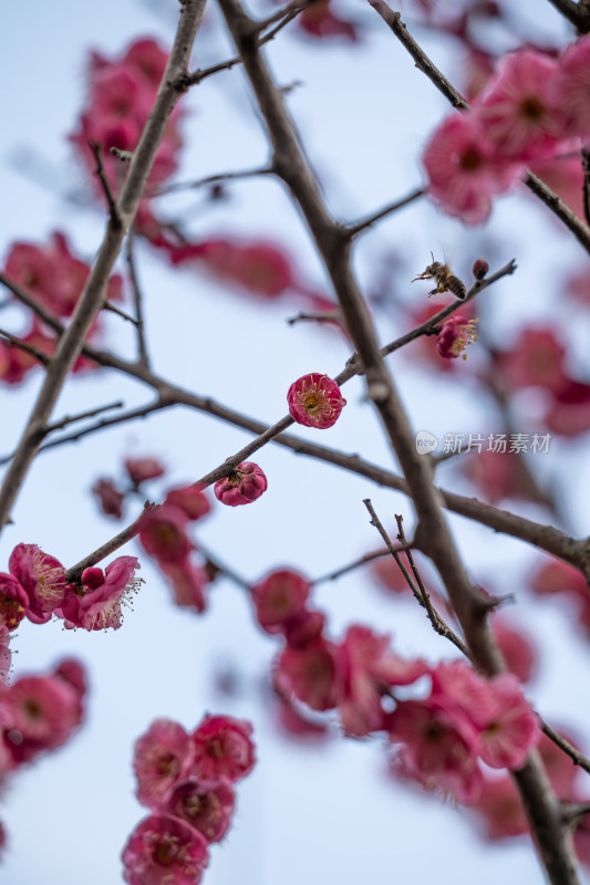 娇艳红梅盛开的花枝特写