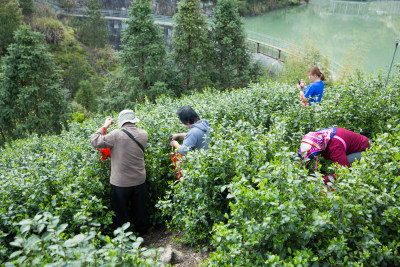 采茶制茶茶叶加工过程