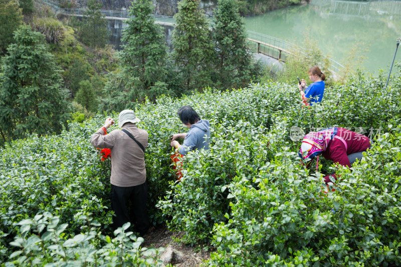 采茶制茶茶叶加工过程