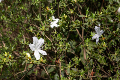 杭州植物园白色杜鹃花特写