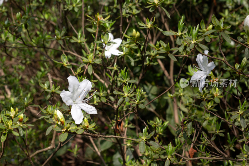 杭州植物园白色杜鹃花特写