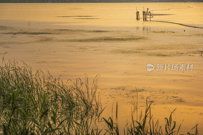 元荡郊野公园落日余晖 金色的湖面水草摇曳