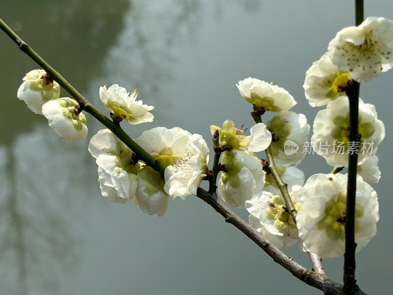白色梅花枝特写