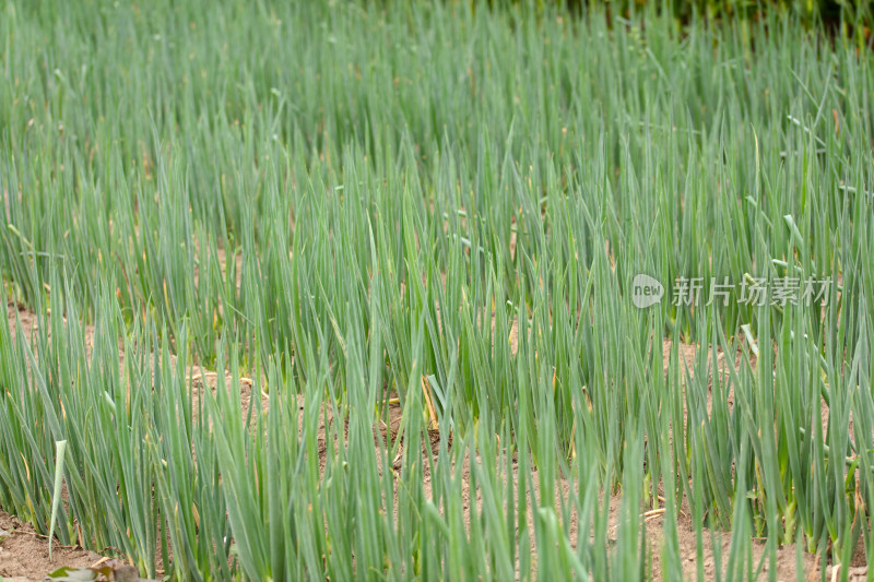 农田里种植的小葱