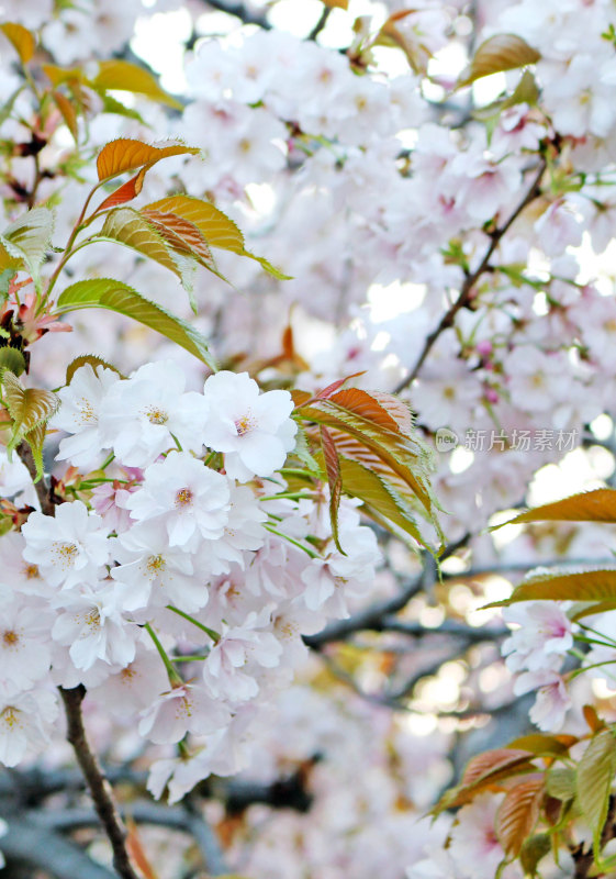日本春天的樱花