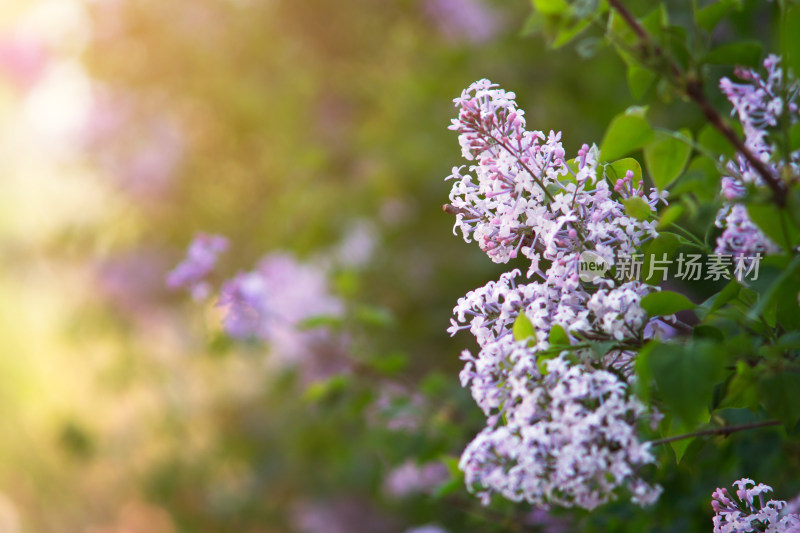 花开茂盛的丁香花在春天的公园