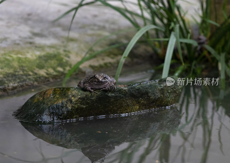 生态环境人工养殖石蛙石鸡