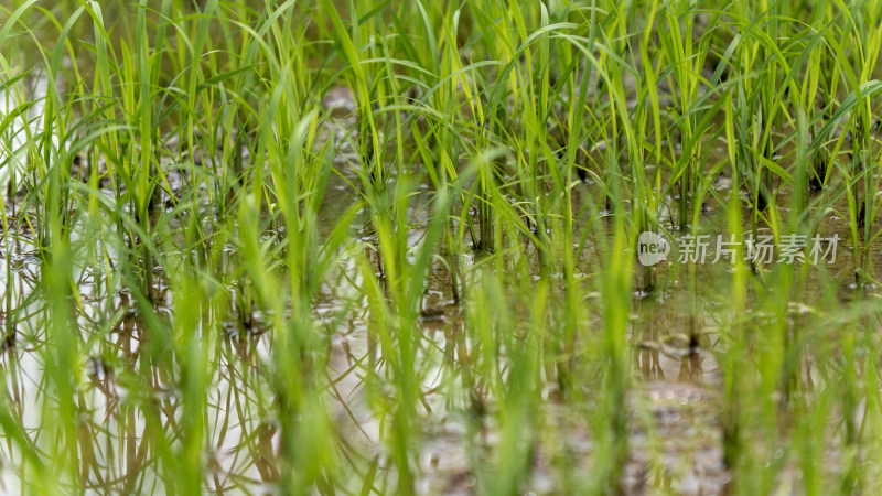 农场 水稻 种植 秧苗 培育秧苗