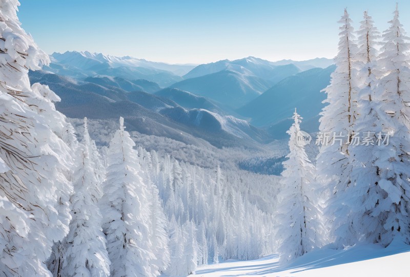 冬季森林白雪覆盖风景