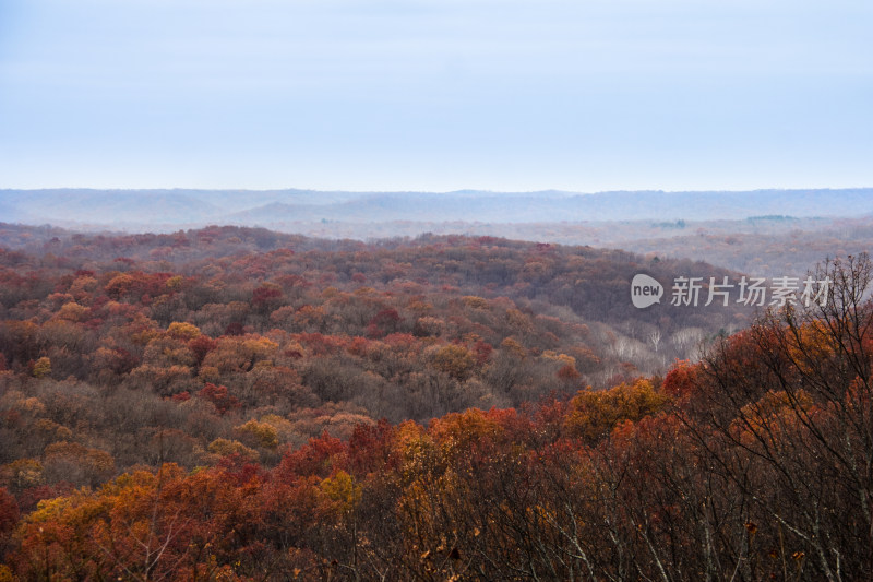 秋天红色枫树原始森林景观
