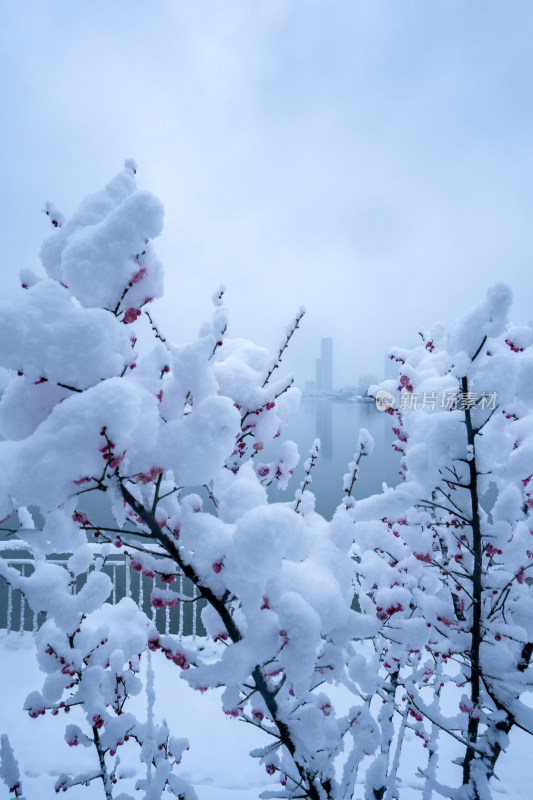 雪后的梅花很美