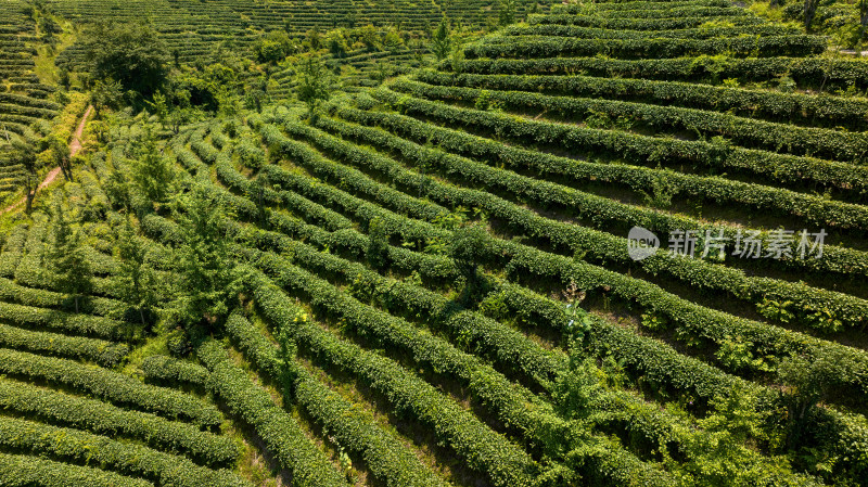 茶叶茶山茶艺茶园采茶茶红茶绿茶春茶茶叶茶