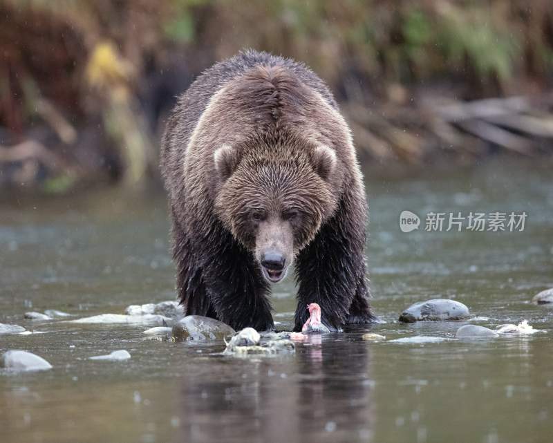 野生动物棕熊北极熊