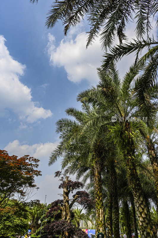 热带树木植被