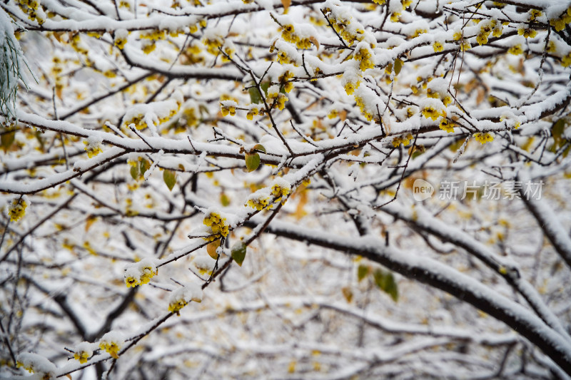 风雪中的腊梅花