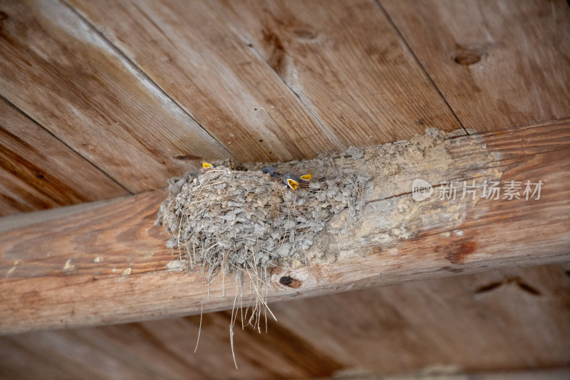 燕子筑巢在民房