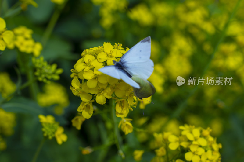 花草 绿地