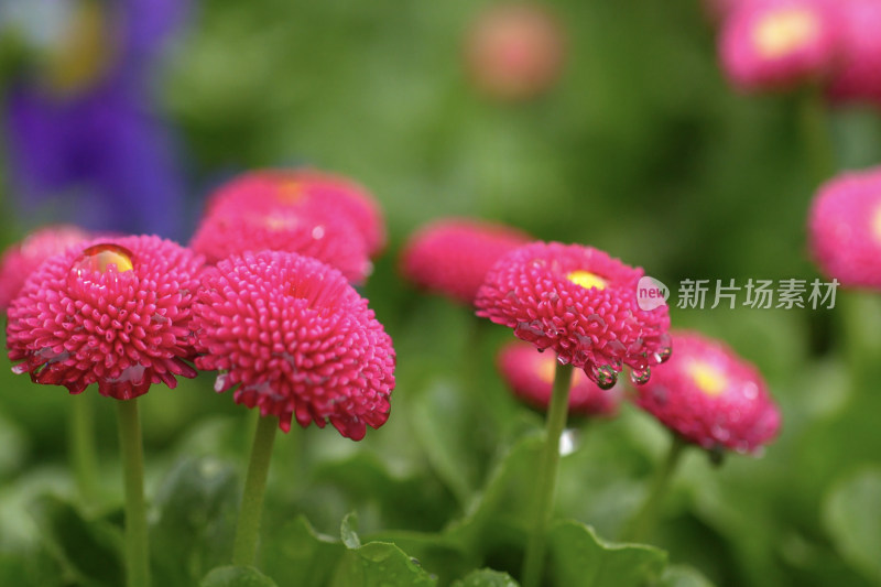 三色堇鲜花植物花朵