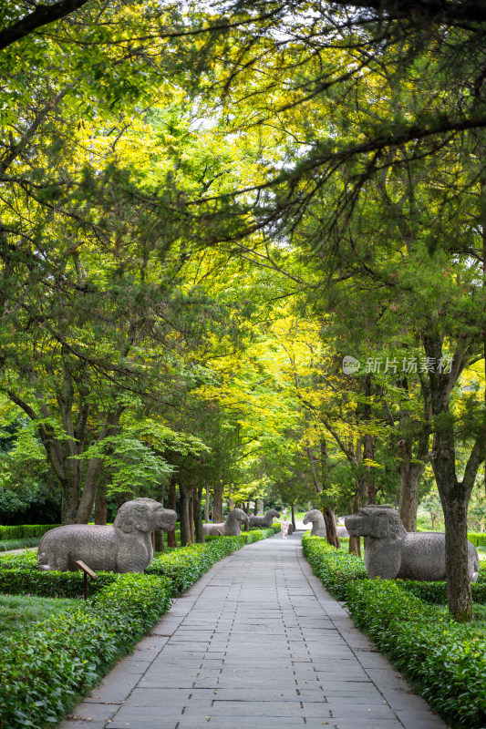 南京钟山明孝陵景区石像路夏季