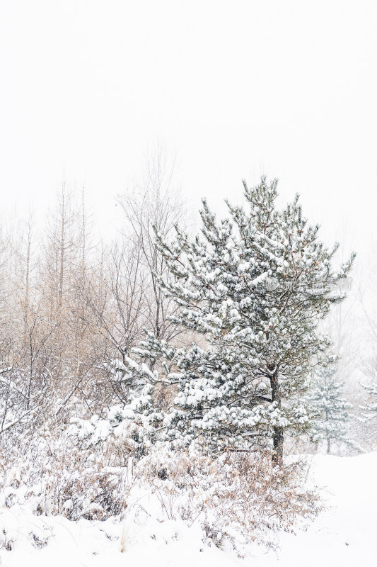 冬天大雪积满的松树