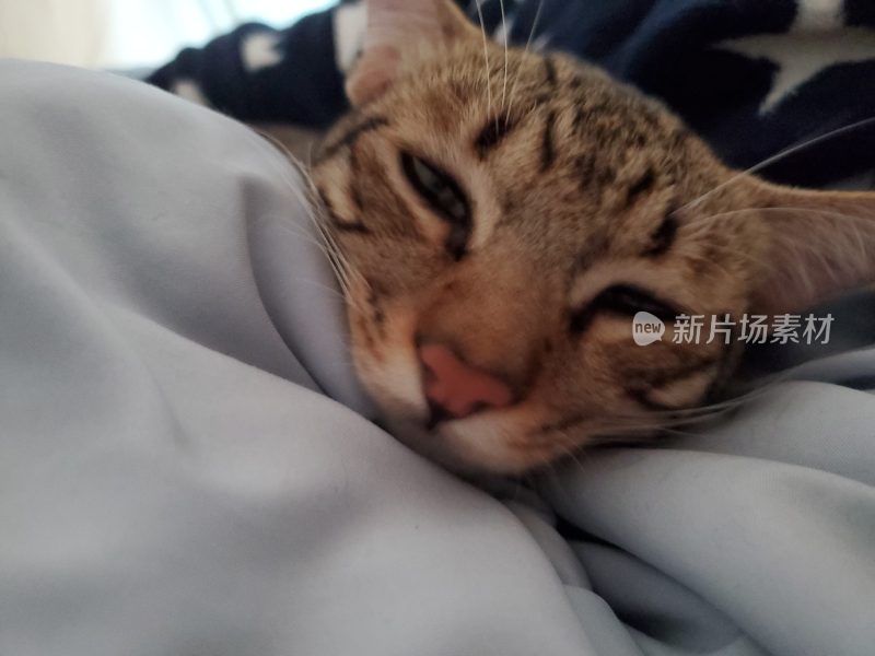 猫的表情形态