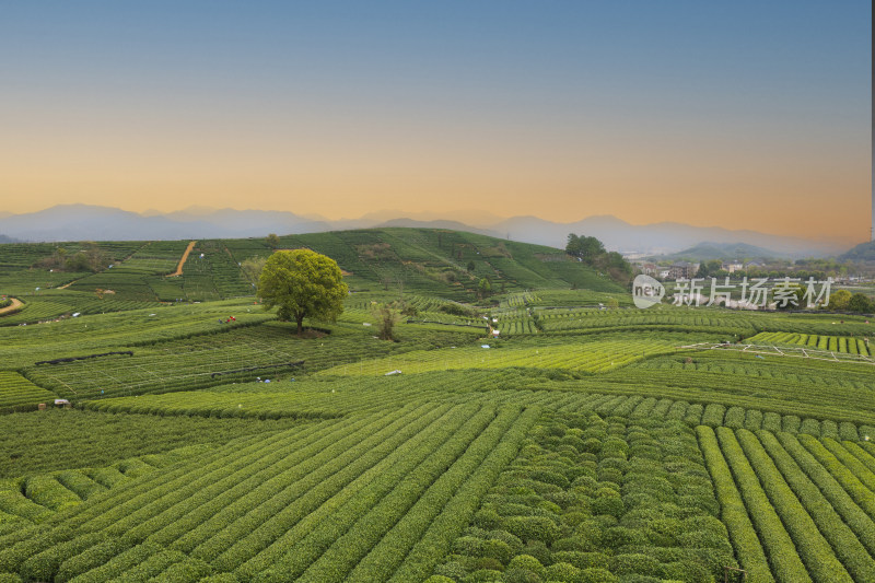 春天杭州西湖龙井茶园龙坞茶园