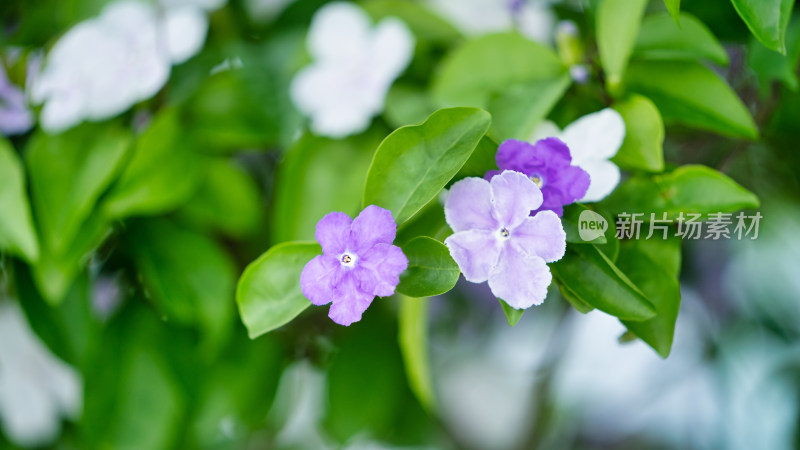 双色茉莉开花特写