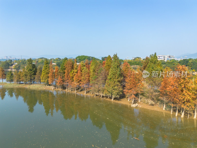 福州多彩树林沿水域分布的自然风景航拍