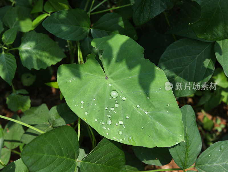 春天绿色的植物叶子树叶和水滴雨滴