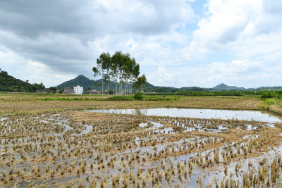 乡村水稻田