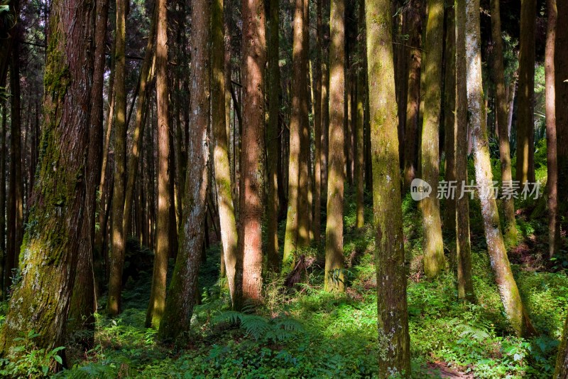 阿里山