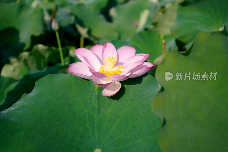 绿叶衬托下的盛开荷花与含苞待放的花骨朵