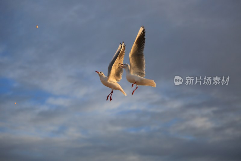 天空中飞翔的两只海鸥