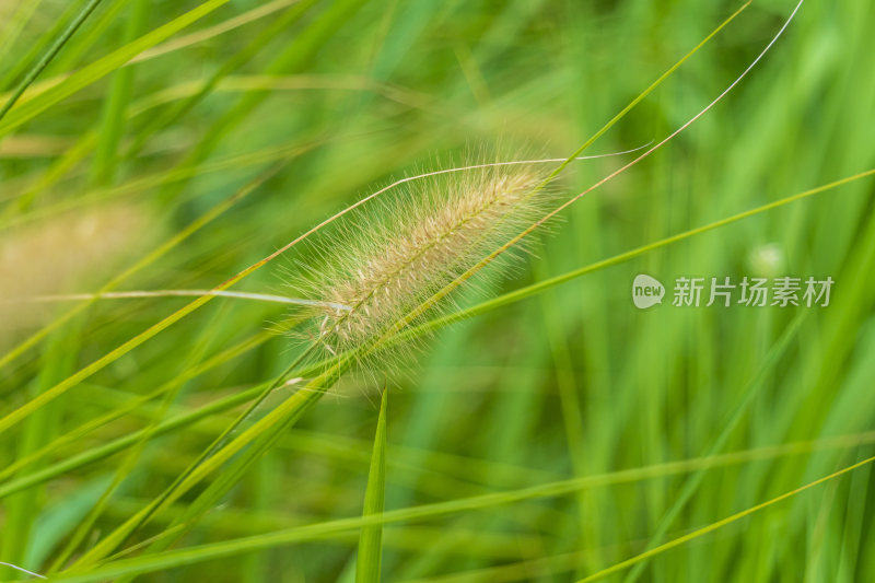 唯美植物图片