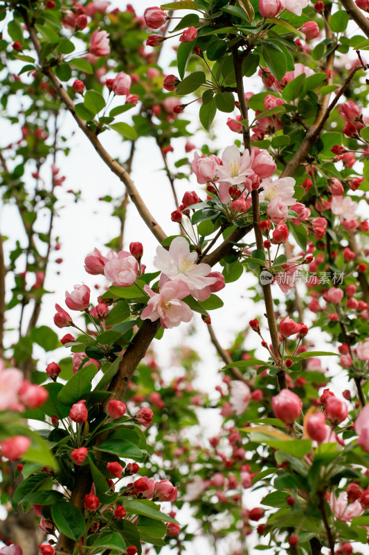 北京元大都公园海堂节海棠